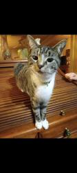 Lost Female Cat last seen Providence Church spur, Waco, GA 30182