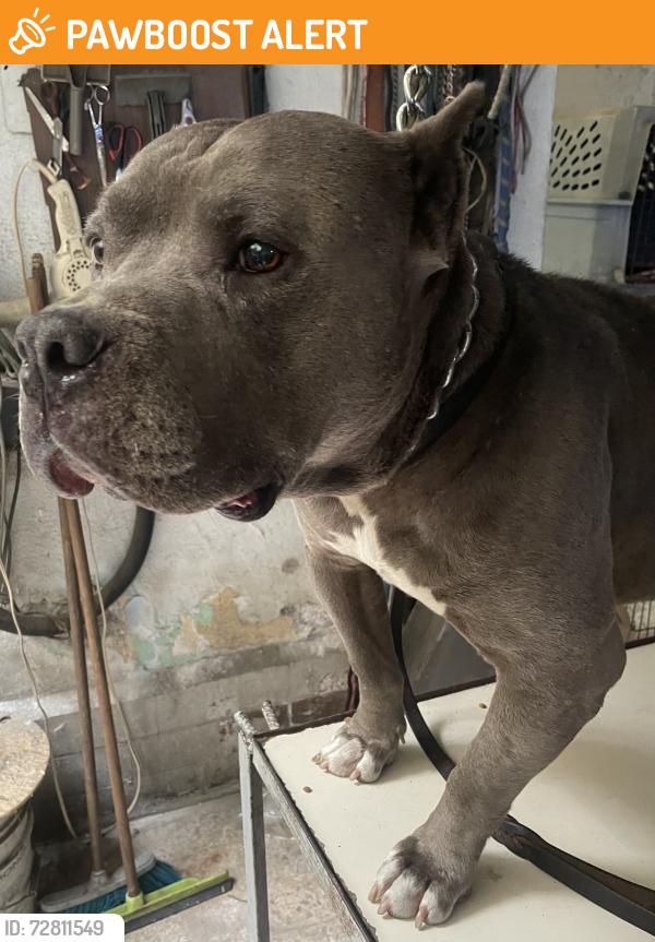 Found/Stray Male Dog last seen periférico , Ciudad de México, CDMX 11580