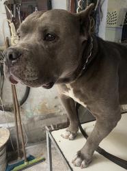 Found/Stray Male Dog last seen periférico , Ciudad de México, CDMX 11580