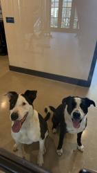 Found/Stray Unknown Dog last seen Harris Branch and Palmer , Austin, TX 78754