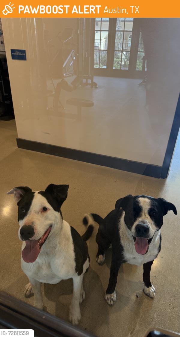 Found/Stray Unknown Dog last seen Harris Branch and Palmer , Austin, TX 78754