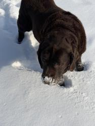 Lost Male Dog last seen BayMidline x River Rd, Midland, MI 48642