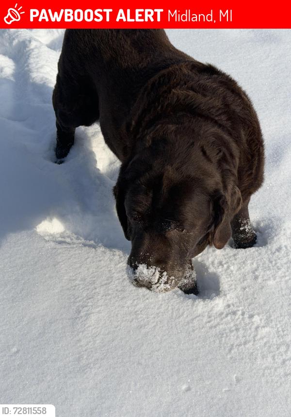 Lost Male Dog last seen BayMidline x River Rd, Midland, MI 48642