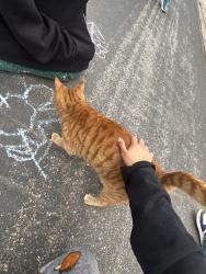 Found/Stray Male Cat last seen Near greentree ct, Apple Valley, MN 55124