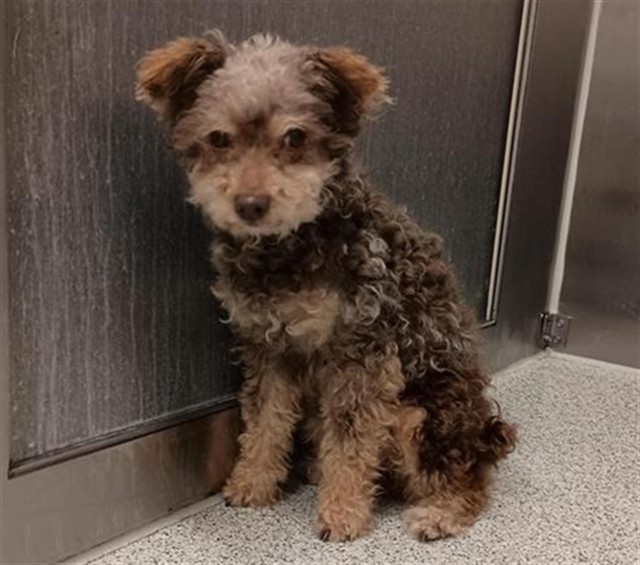 Shelter Stray Female Dog last seen HOLMAN DR / AUBERRY DR, Elk Grove, CA 95624