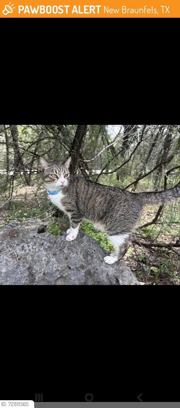 Found/Stray Unknown Cat last seen High chaparral , New Braunfels, TX 78132