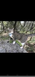 Found/Stray Unknown Cat last seen High chaparral , New Braunfels, TX 78132