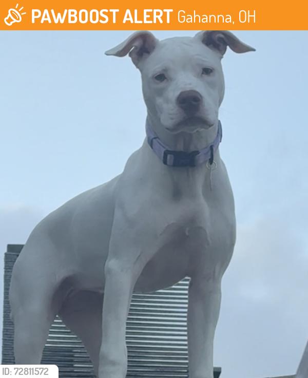 Found/Stray Female Dog last seen Planet fitness in Gahanna parking lot. Noon, Gahanna, OH 43230