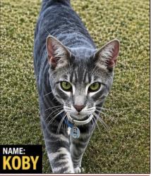 Lost Male Cat last seen Woodlands resort, Spring, TX 77380