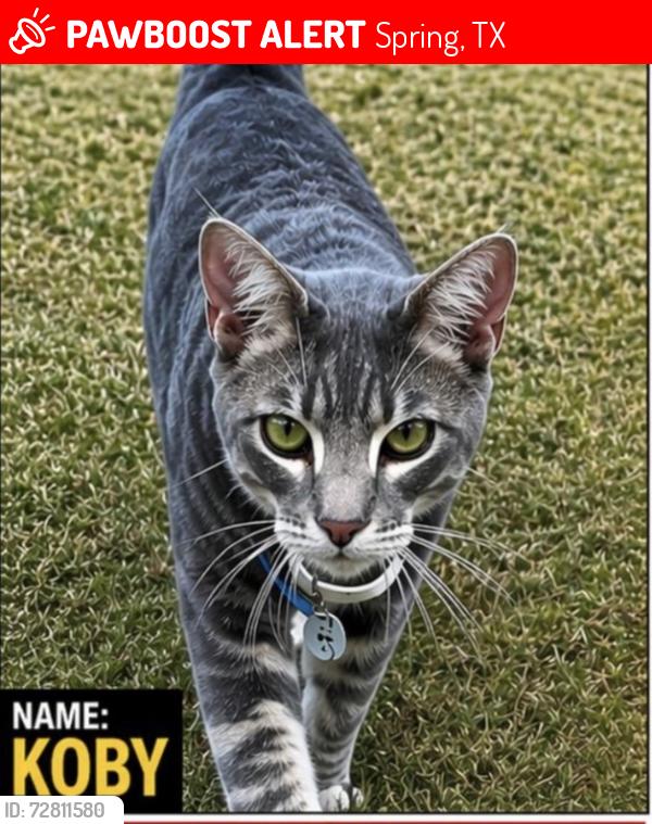 Lost Male Cat last seen Woodlands resort, Spring, TX 77380
