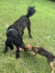 Lost Male Dog last seen I-20, Tallulah, LA 71282