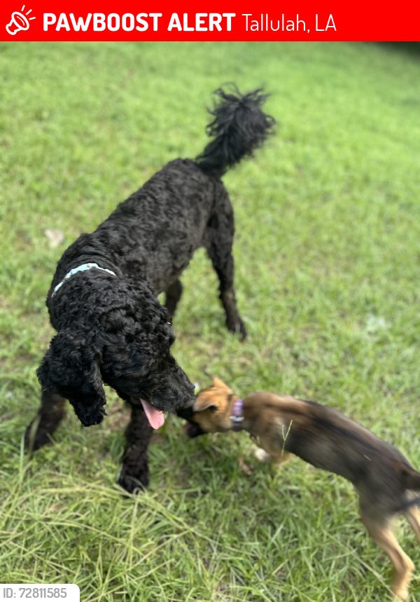 Lost Male Dog last seen I-20, Tallulah, LA 71282