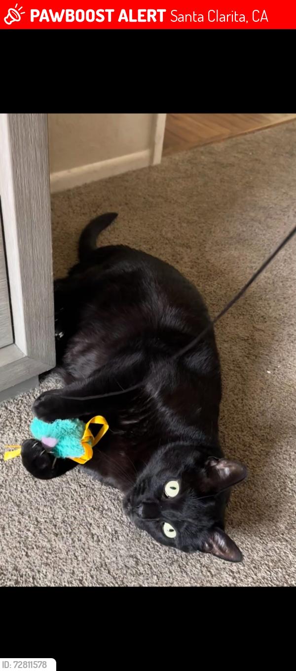 Lost Male Cat last seen Near sundowner way, Santa Clarita, CA 91387