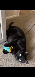 Lost Male Cat last seen Near sundowner way, Santa Clarita, CA 91387