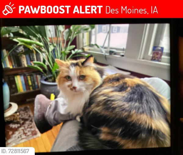 Lost Female Cat last seen 41st and Forest Ave, Des Moines, IA 50311