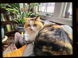 Lost Female Cat last seen 41st and Forest Ave, Des Moines, IA 50311