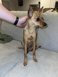 Found/Stray Male Dog last seen Near FM-762 Rd Rosenberg, TX 77469 United States, Rosenberg, TX 77471