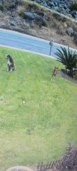 Found/Stray Unknown Dog last seen Little Mountain Dr, San Bernardino, CA 92405