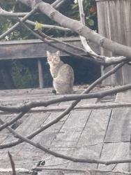 Found/Stray Unknown Cat last seen Sweetbriar dr, Campbell, ca , Campbell, CA 95008