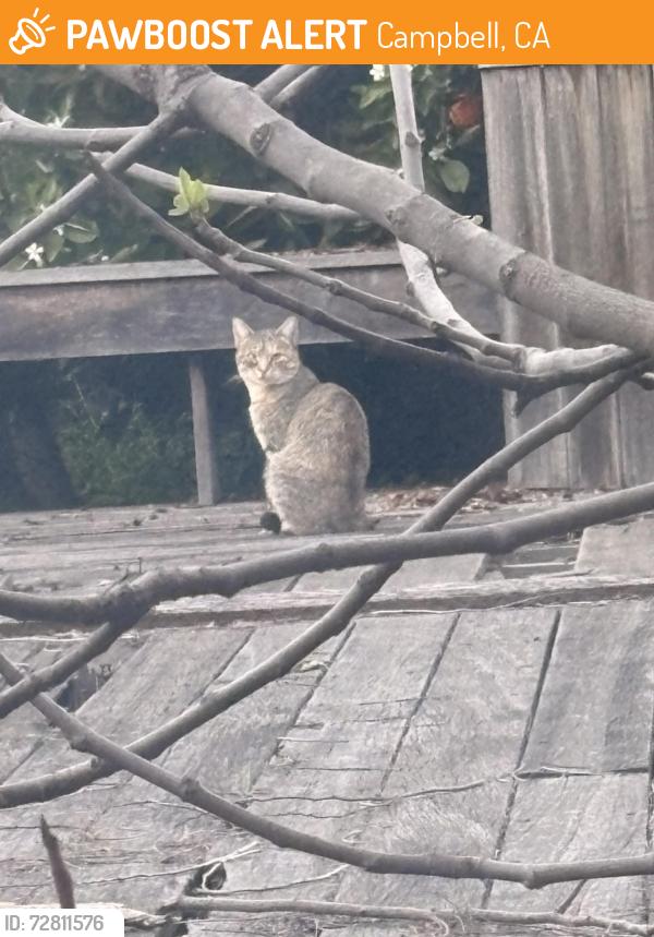 Found/Stray Unknown Cat last seen Sweetbriar dr, Campbell, ca , Campbell, CA 95008