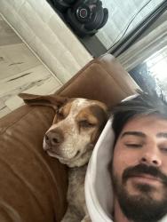 Lost Male Dog last seen Near Bonita glen terrace , Bonita, CA 91902