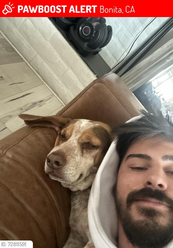 Lost Male Dog last seen Near Bonita glen terrace , Bonita, CA 91902