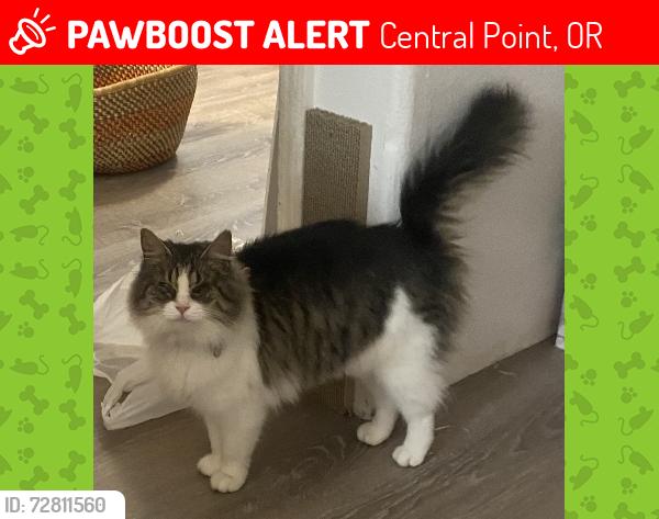 Lost Female Cat last seen Brittni Ave & Glengrove Way, Central Point, OR 97502