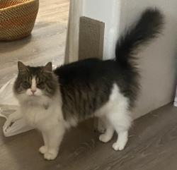 Lost Female Cat last seen Brittni Ave & Glengrove Way, Central Point, OR 97502