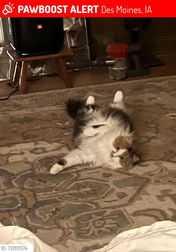Lost Female Cat last seen Near Forest Ave, Des Moines, Ia, Des Moines, IA 50311