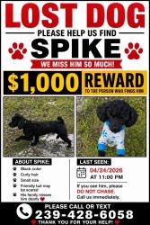 Lost Male Dog last seen Near 68 th ave ne naple fl 34120, Collier County, FL 34120