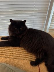 Lost Male Cat last seen Hunter Dr and Belcher Rd, Boiling Springs, SC 29316