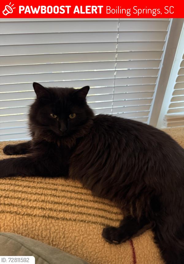 Lost Male Cat last seen Hunter Dr and Belcher Rd, Boiling Springs, SC 29316