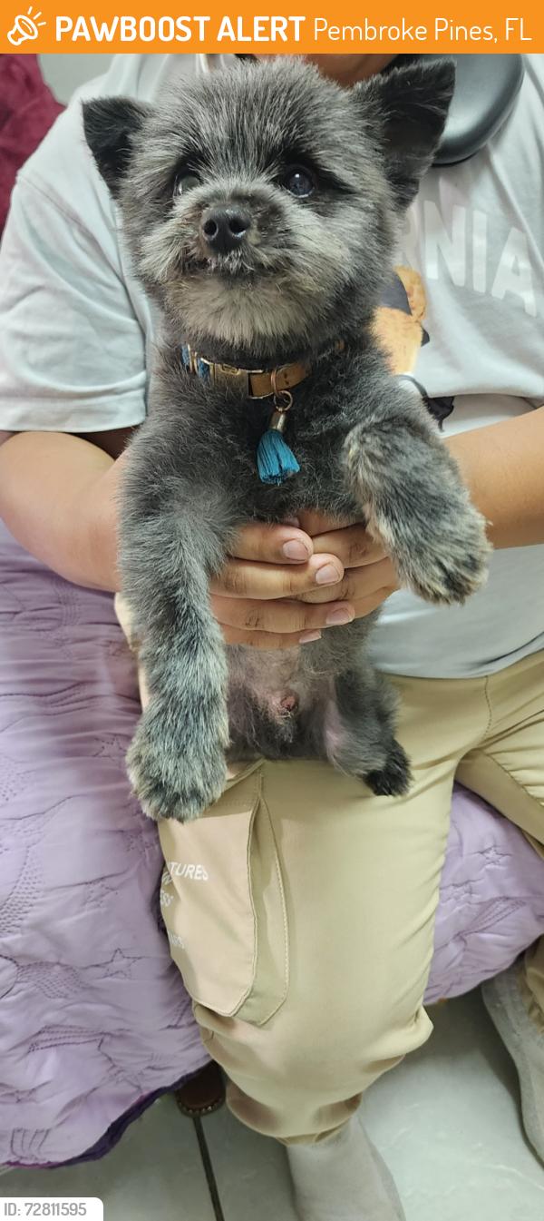 Found/Stray Male Dog last seen Near NW 7th Ct, Pembroke Pines, FL 33024, Pembroke Pines, FL 33024