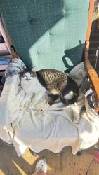 Lost Male Cat last seen Highway 53, Harvest, AL 35749