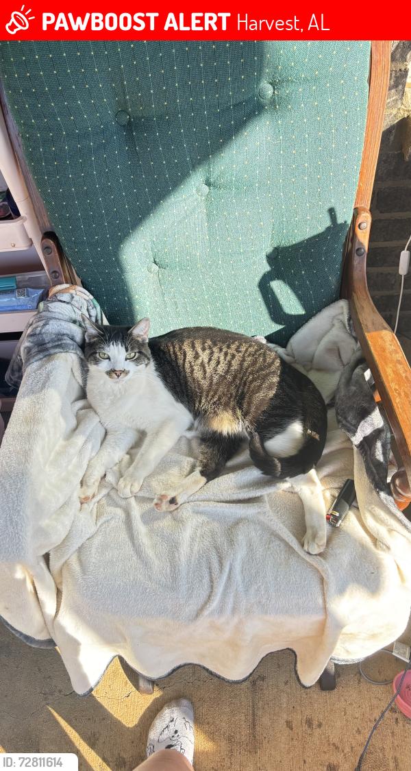 Lost Male Cat last seen Highway 53, Harvest, AL 35749