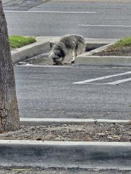 Found/Stray Unknown Dog last seen Romneya and Harbor, Anaheim, CA 92801
