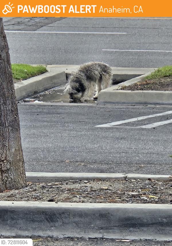Found/Stray Unknown Dog last seen Romneya and Harbor, Anaheim, CA 92801