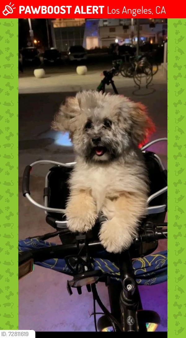 Lost Male Dog last seen Wadsworth ave and 95th street , Los Angeles, CA 90002