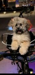 Lost Male Dog last seen Wadsworth ave and 95th street , Los Angeles, CA 90002