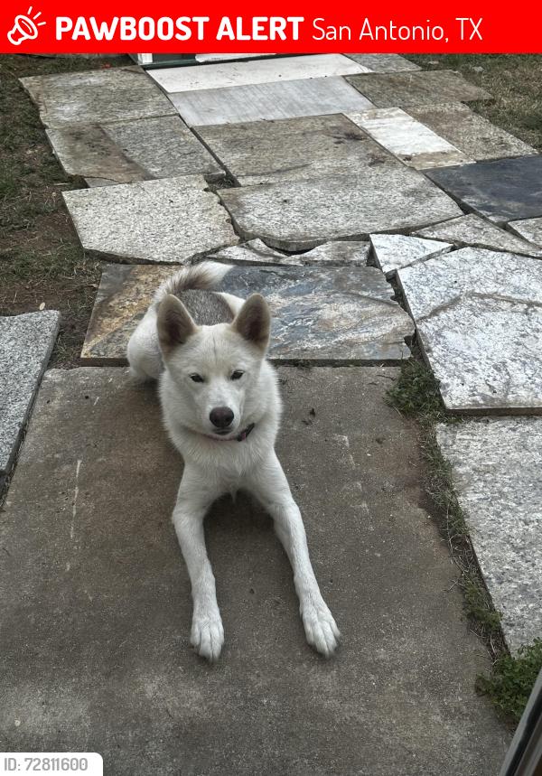Lost Female Dog last seen W Commerce St  & N Spring St , San Antonio, TX 78207