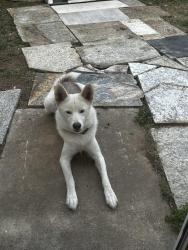 Lost Female Dog last seen W Commerce St  & N Spring St , San Antonio, TX 78207