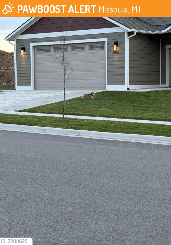 Found/Stray Unknown Dog last seen Between Christian drive and Harrison Scott drive, Missoula, MT 59803