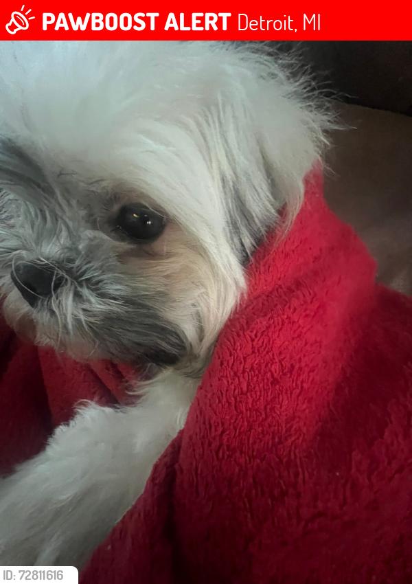 Lost Female Dog last seen Gran river , Detroit, MI 48204