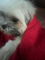 Lost Female Dog last seen Gran river , Detroit, MI 48204