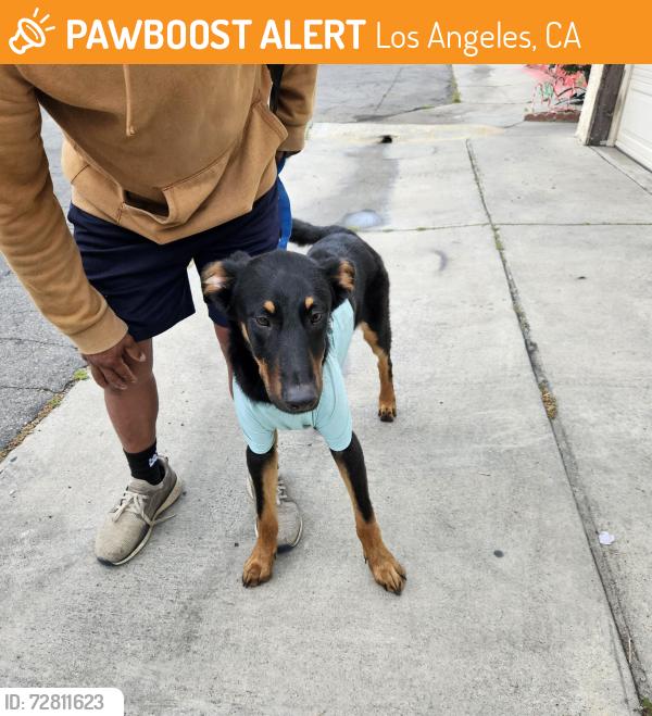 Found/Stray Male Dog last seen Sepulveda Recreation Center, Los Angeles, CA 91402