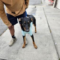 Found/Stray Male Dog last seen Sepulveda Recreation Center, Los Angeles, CA 91402