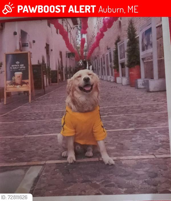 Lost Male Dog last seen Near Howe St, Auburn, ME 04210, USA, Auburn, ME 04210