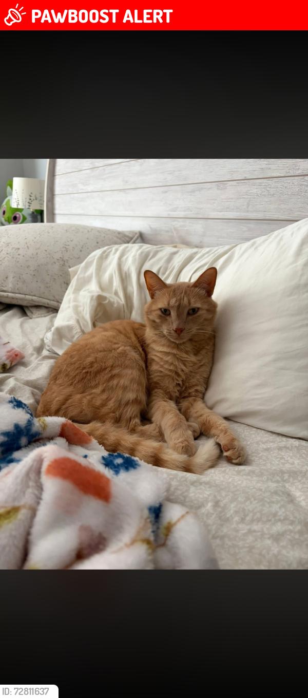 Lost Male Cat last seen Bridlewood Lane, Spartanburg County, SC 29301