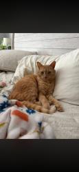 Lost Male Cat last seen Bridlewood Lane, Spartanburg County, SC 29301