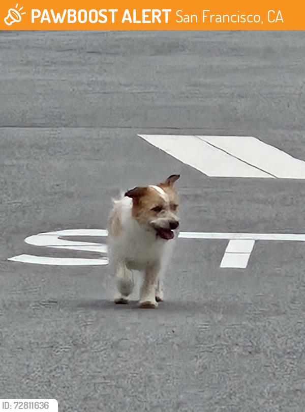 Found/Stray Unknown Dog last seen 30th Ave and Lake Street, San Francisco, CA 94121